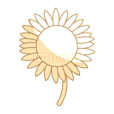 beautiful nature sunflower season botanical vector illustration