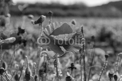 A flowering poppy field in Barcelona, Spain