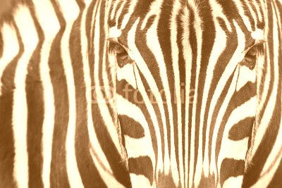 Close-up of zebra head and body with beautiful striped pattern