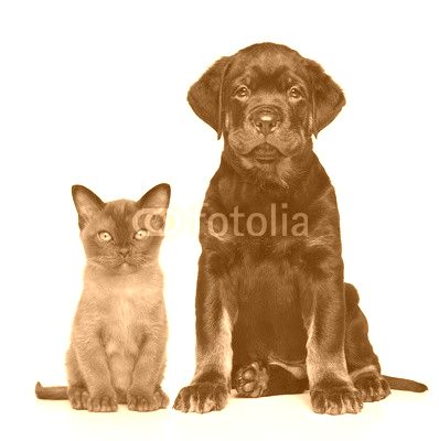 Cat and dog together