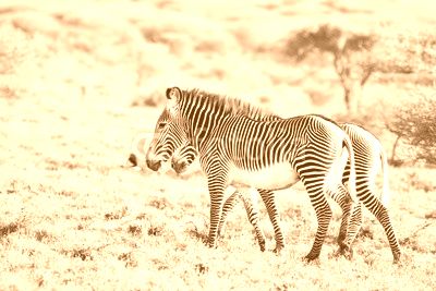 Zebras and birds