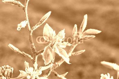Bloom pear frost