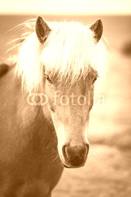 horse