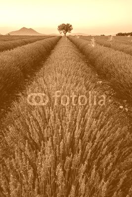 Tree in lavender field at sunset in Provence, France