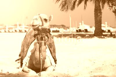 White camel.