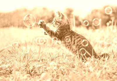 Kitten playing with soap bubbles