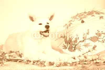 Akita deco japonais