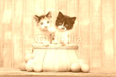 Cute Pair of Kittens Inside an Easter Basket
