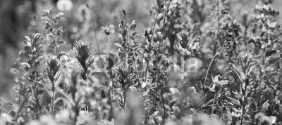 Wiese im Sommer