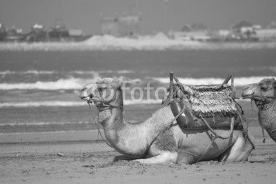 Cammelli in Morocco