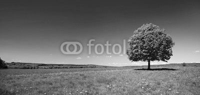 Linden Tree on Meadow with Dandelion Flowers in Spring Landscape under Blue Sky