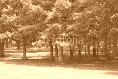 green trees forest and meadow in spring season