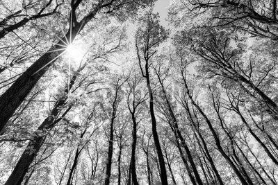 Grüner Wald im Sonnenlicht 