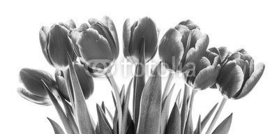 Red tulips isolated