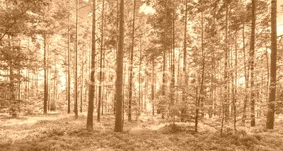 Wald Natur Landschaft