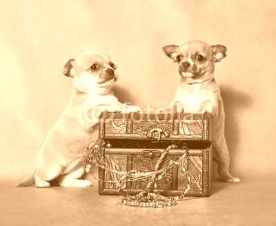 puppies and chest