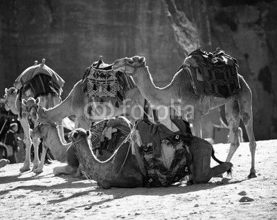 Camels caravan in the desert