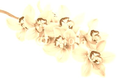pink orchid flowers isolated