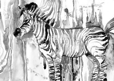 zebra