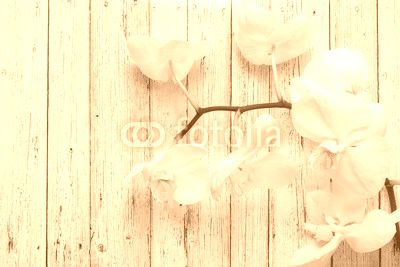 Flowers of white orchids