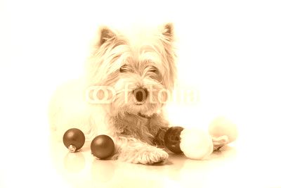 west highland white terrier on sled between christmas decoration, white background