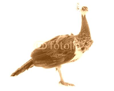 female peacock in studio