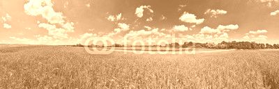 Panorama of poppy field in summer countryside