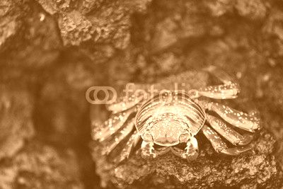 Sally lightfoot crab