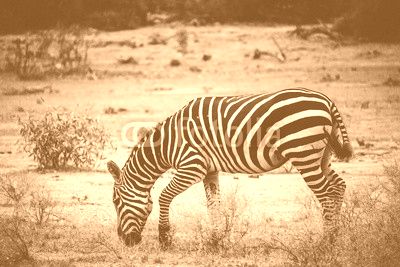 Zebra grazing alone in the Tsavo East National Park