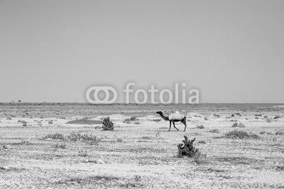 camel