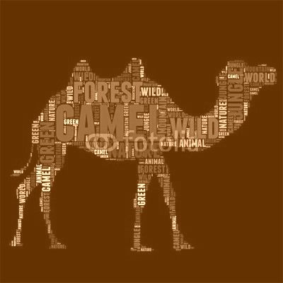 camel Typography word cloud colorful Vector illustration