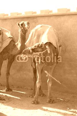 Camels in Afghanistan