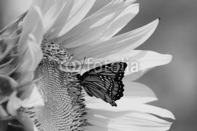Monarch on Sunflower