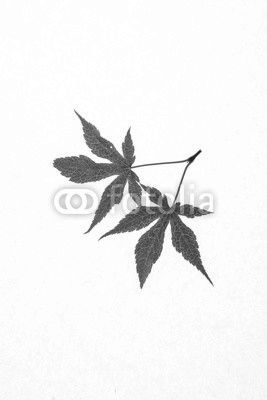 autumn leaves