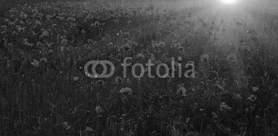 wild flower poppy at sunset