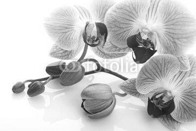 Orchidea su sfondo bianco