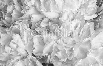 Blooming peonies