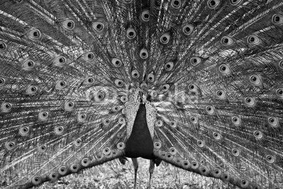 Beautiful peacock