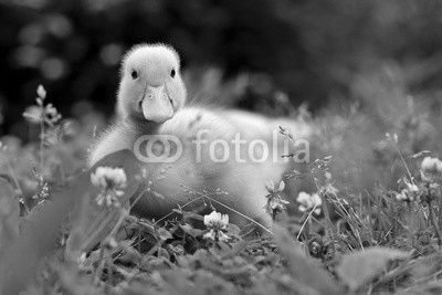 Young duck