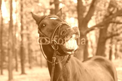 funny smiling black horse