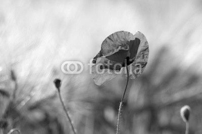 wild poppy flower