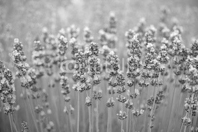 Meadow of lavender. Nature composition. Selective focus