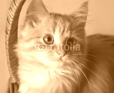 Kitten in a basket