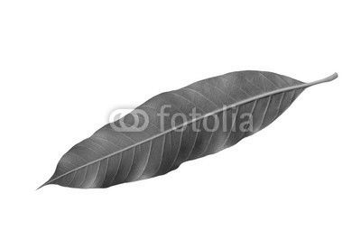 Close-up back mangoes leaves isolated on white background.