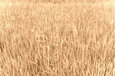 Green grass