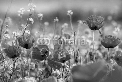 poppy field