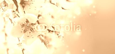Cherry tree branch with blooming flowers in garden over blue bokeh background banner