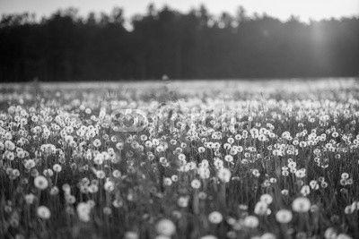 dandelion field at sunset