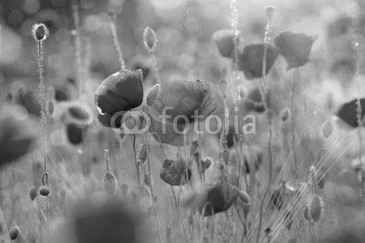 Blühendes Mohnfeld im Abendlicht mit Bokeh