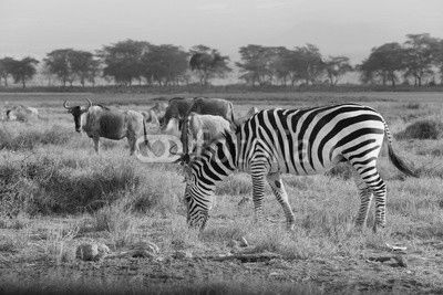 Zebra and Wilde Beast